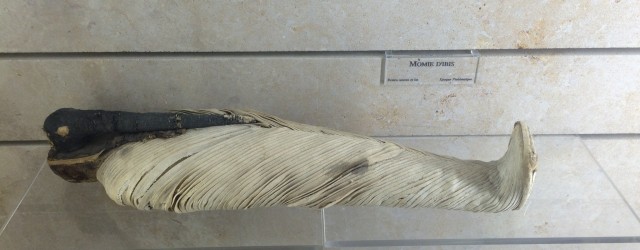 mumified ibis