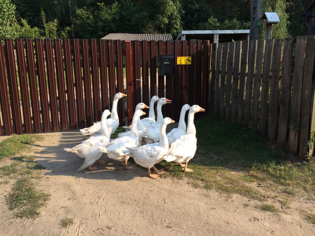 geese