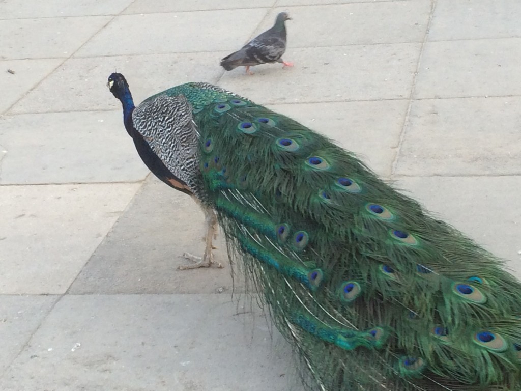 Free range peacocks