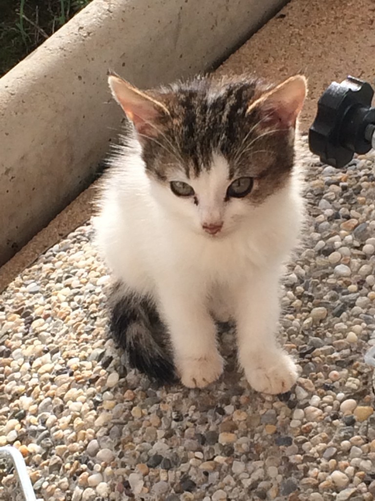 This kitten really wanted our cheese.