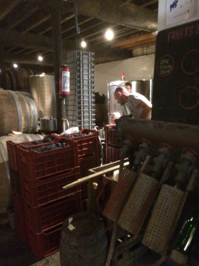 Separating grapes at Cantillon brewery